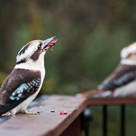 Yarra Ranges Country Apartment Mount Evelyn Екстериор снимка